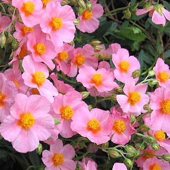 DEVATERNÍK ´WISLEY PINK´