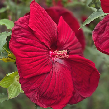 IBIŠEK BAHENNÍ ´BURGUNDY VELVET´