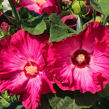 IBIŠEK BAHENNÍ ´RED JAKE´