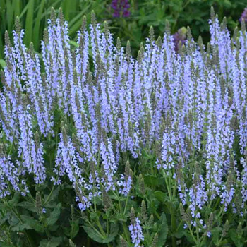 ŠALVĚJ LUČNÍ ´CRYSTAL BLUE´