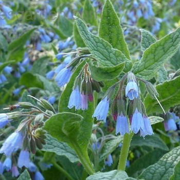 KOSTIVAL ´HIDCOTE BLUE´
