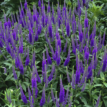 ROZRAZIL DLOUHOLISTÝ ´BLAURIESIN´