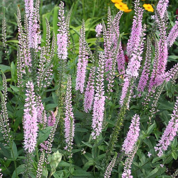 ROZRAZIL DLOUHOLISTÝ ´PINK DAMASK´