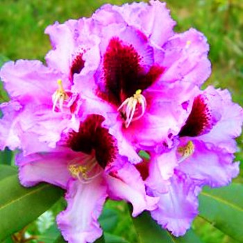 RHODODENDRON XXL ´KABARETT´ Kont. 5L