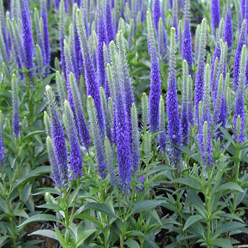 ROZRAZIL KLASNATÝ ´ULSTER BLUE DWARF´