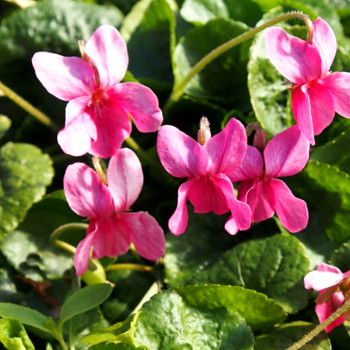 Viola odorata 'Coeur d' Alsace'