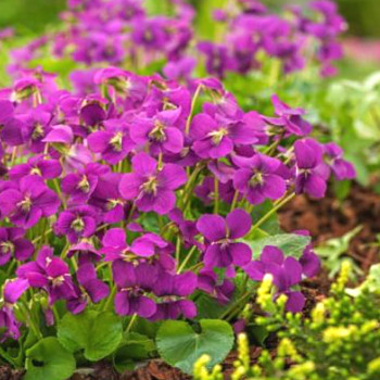 Viola sororia 'Rubra'