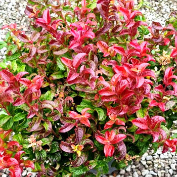 LEUCOTHOE ´TWISTING RED´