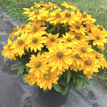 Třapatka (rudbékie) srstnatá 'Sunbeckia Ophelia'  kont. 2,5L