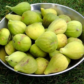 FÍKOVNÍK ´TROIANO´ kont. 2L