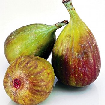 FÍKOVNÍK ´TWOTIMER GUSTIS´ kont. 2L