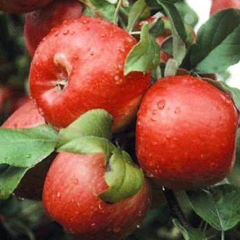JABLOŇ ´BRAEBURN´ - Podnož MM106