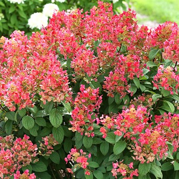 HORTENZIE ´LITTLE QUICK FIRE®´ - ZAKRSLÁ kont. 3L