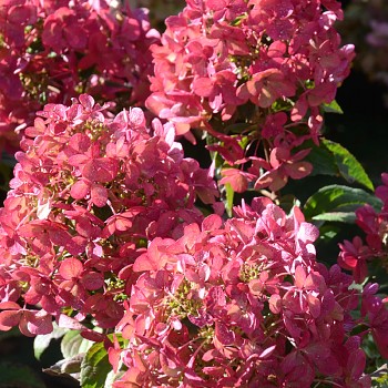 HORTENZIE ´PETITE STAR®´- kont. 3L