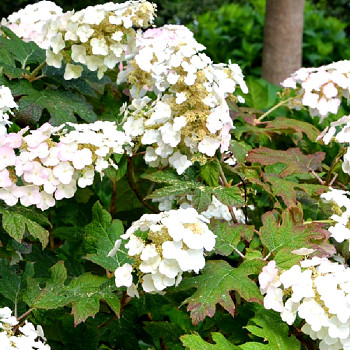 HORTENZIE DUBOLISTÁ ´APPLAUSE´ kont. 3L