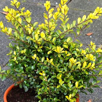 CESMÍNA ´GOLDEN GEM´ kont. 3L
