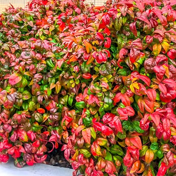 NANDINA DOMACÍ ´FIRE POWER´ kont. 2L