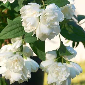 PUSTORYL ´LITTLE WHITE LOVE´ kont. 3L