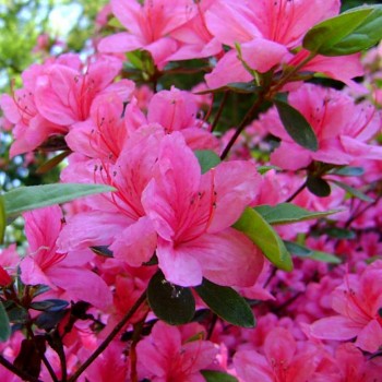 JAPONSKÁ AZALKA ´ANOUK´ kont. 1,5L