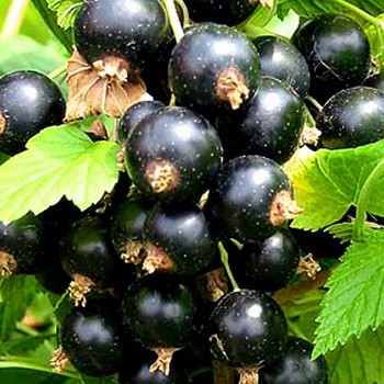 RYBÍZ ČERNÝ ´TITANIA´ - stromkový km 60cm