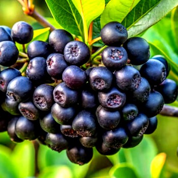 ARONIE  'LITTLE HELPERS'  - keřová ZAKRSLÁ !NOVINKA!