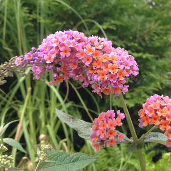 KOMULE DAVIDOVA ´BICOLOR´® kont. 3L