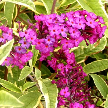 KOMULE DAVIDOVA ´HARLEQUIN´ kont. 3L