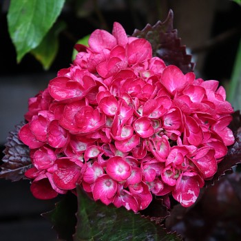 HORTENZIE ´MERVEILLE SANQUINEA´ kont.P9