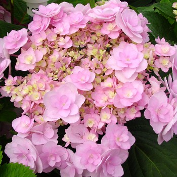 HORTENZIE ´FOREVER ®´ kont. P9