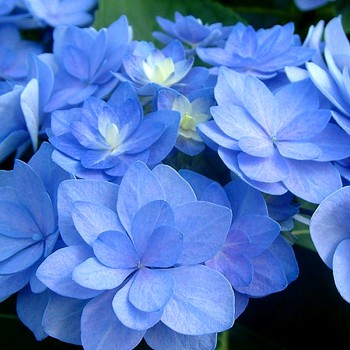 HORTENZIE ´ROMANCE ®´ ko P9