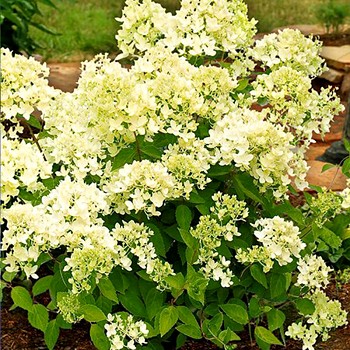 HORTENZIE LATNATÁ ´BOMBSHELL®´ kont. 3L