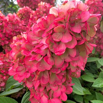 HORTENZIE LATNATÁ ´BONFIRE´ kont. P9