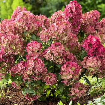 HORTENZIE ´PETIT LANTERN´ kont. P9