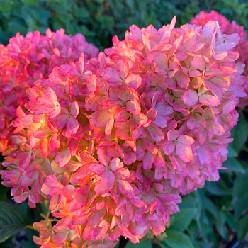 HORTENZIE ´PETIT FLORI´® kont. P9