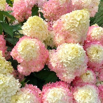 HORTENZIE ´PIXIO´® kont. P9