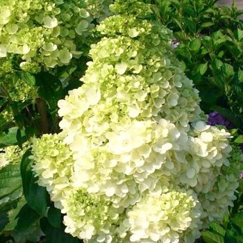 HORTENZIE ´POLAR BEAR´® kont. P9