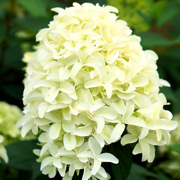 HORTENZIE LATNATÁ ´SKYFALL´® kont. P9