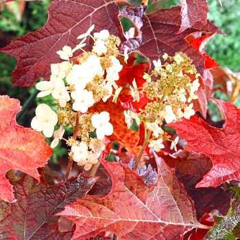 HORTENZIE DUBOLISTÁ ´BURGUNDY´ kont. 3L