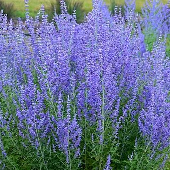 PEROVSKIA ´LITTLE SPIRE®´ kont. P9