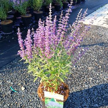 PEROVSKIA ´PRIME TIME®´ kont. P9