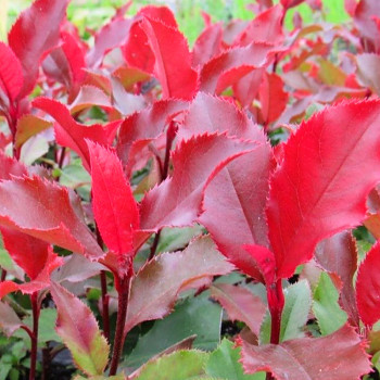 BLÝSKAVKA FRASEROVA ´MAGICAL VULCANO´® kont. 3L