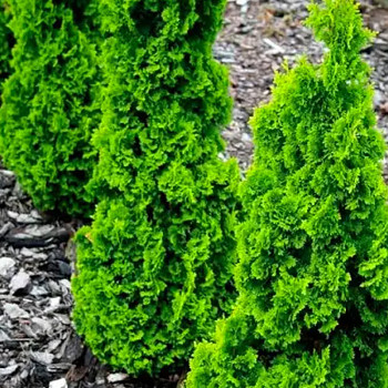 ZERAV ZÁPADNÍ ´ZMATLIK´   kont. P9