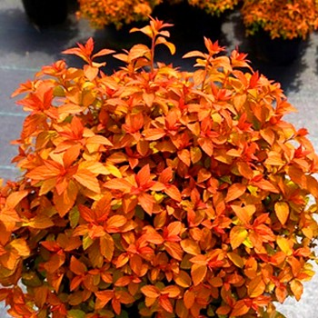 TAVOLNÍK JAPONSKÝ ´MERLO STAR´ kont. 3L