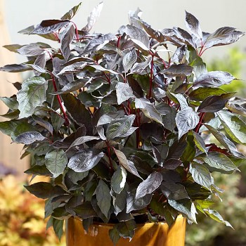 SVÍDA ´NIGHTFALL´® kont. 3L