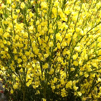 ČILIMNÍK ´ALLGOLD´ kont. 2L