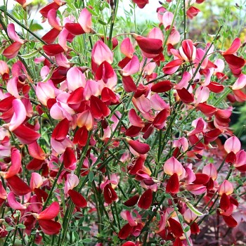 ČILIMNÍK ´HOLLANDIA´ kont. 2L