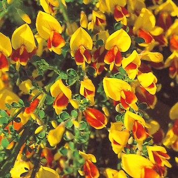 ČILIMNÍK ´ANDREANUS SPLENDENS´