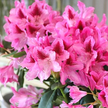 RHODODENDRON XXL ´COSMOPOLITAN´ kont. 2L