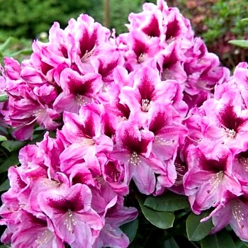 RHODODENDRON XXL ´DĚVÍN´ kont. 2L