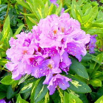 RHODODENDRON XXL ´GOLDFLIMMER´ kont. 2L